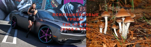 PSILOCYBIN Лиски